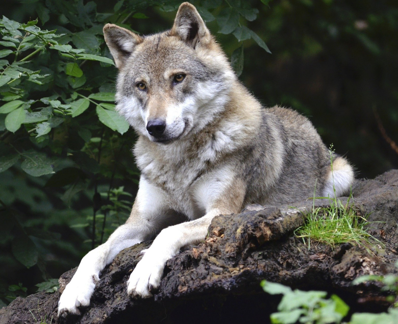 Wilki są w Polsce pod całkowita ochroną.